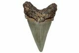 Serrated Angustidens Tooth - Megalodon Ancestor #302047-1